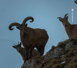 "კავკასიის მთების სიამაყე" - აღმოსავლეთ კავკასიური ჯიხვი, რომლის ნახვაც ყოველთვის აღტაცებას იწვევს