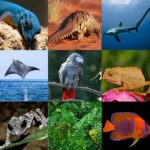 საქართველოს იშვიათი და გადაშენების პირას მყოფი სახეობები დღეს უკვე მრავლდებიან და აქტიურად გვხვდებიან დასახლებულ პუნქტებთანაც