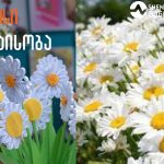 გილოცავთ ორმაისობას -ქუთაისში ტრადიციული სახალხო დღესასწაული „გვირილობა“ აღინიშნება