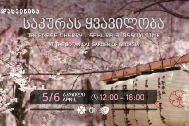 საქართველოს ეროვნულ ბოტანიკურ ბაღში საკურას ყვავილობის დღეები გაიმართება