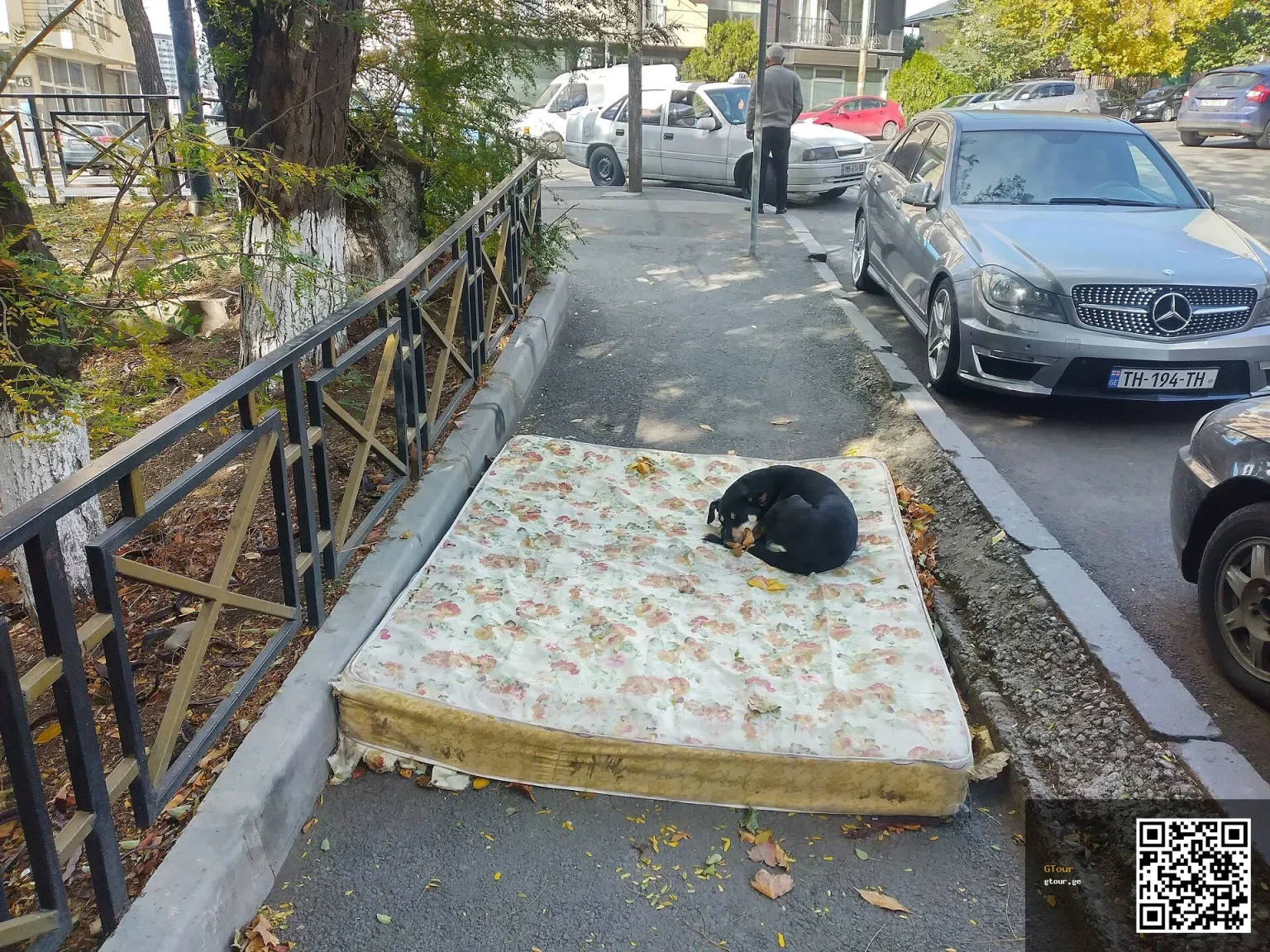 A stray dog rests on a discarded mattress on a Tbilisi pavement, a common sight for pet travellers.