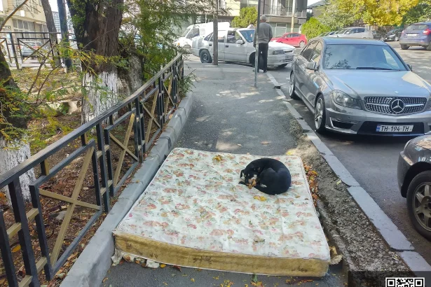 A stray dog rests on a discarded mattress on a Tbilisi pavement, a common sight for pet travellers.