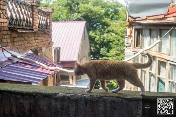 A street cat wanders Tbilisi's Old Town, a neighborhood popular with budget travelers.