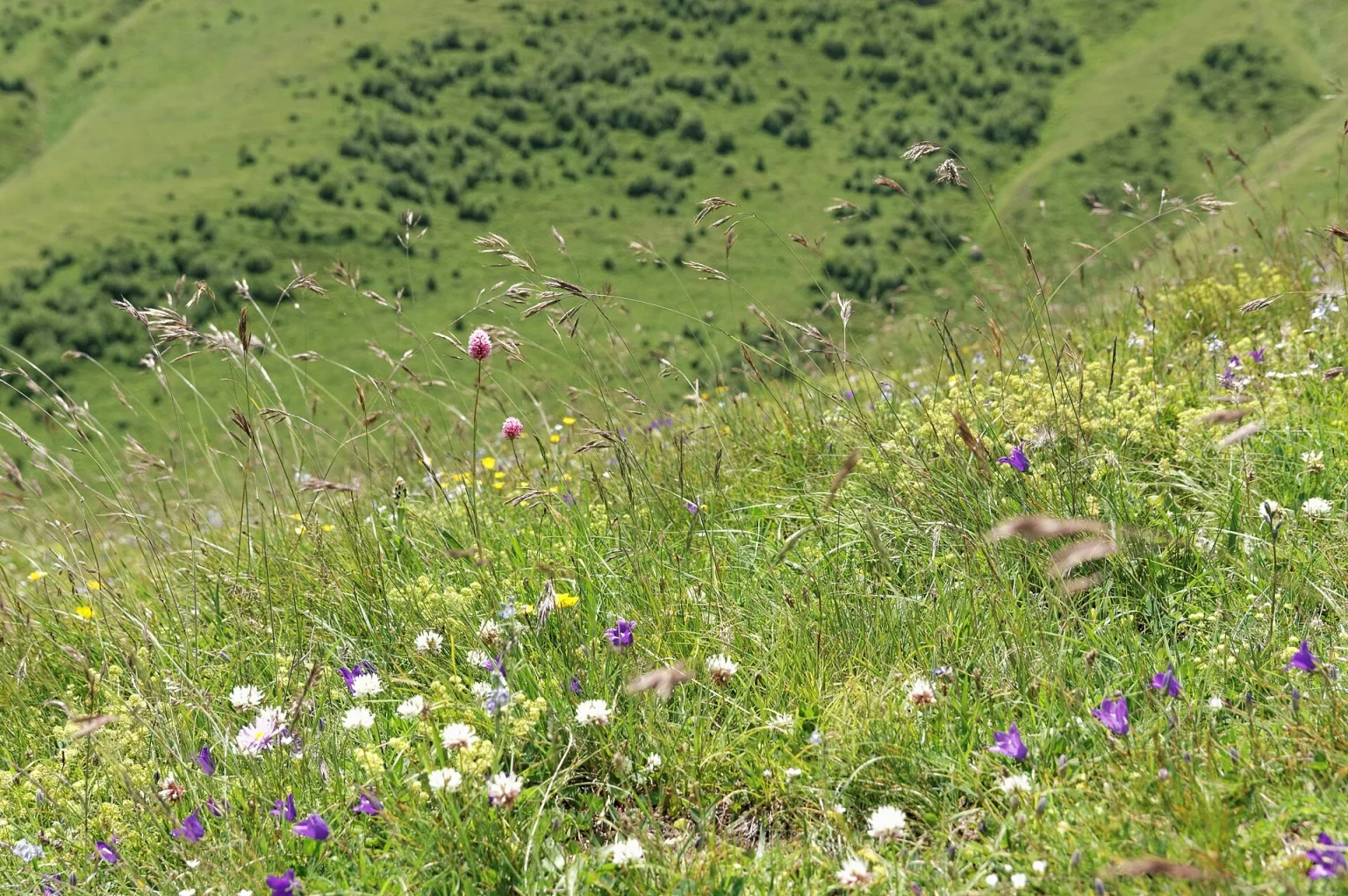 Wildflower-studded alpine meadow in Khevi, typical of Georgia's high-altitude summer bloom.