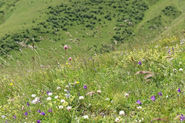 Wildflower-studded alpine meadow in Khevi, typical of Georgia's high-altitude summer bloom.