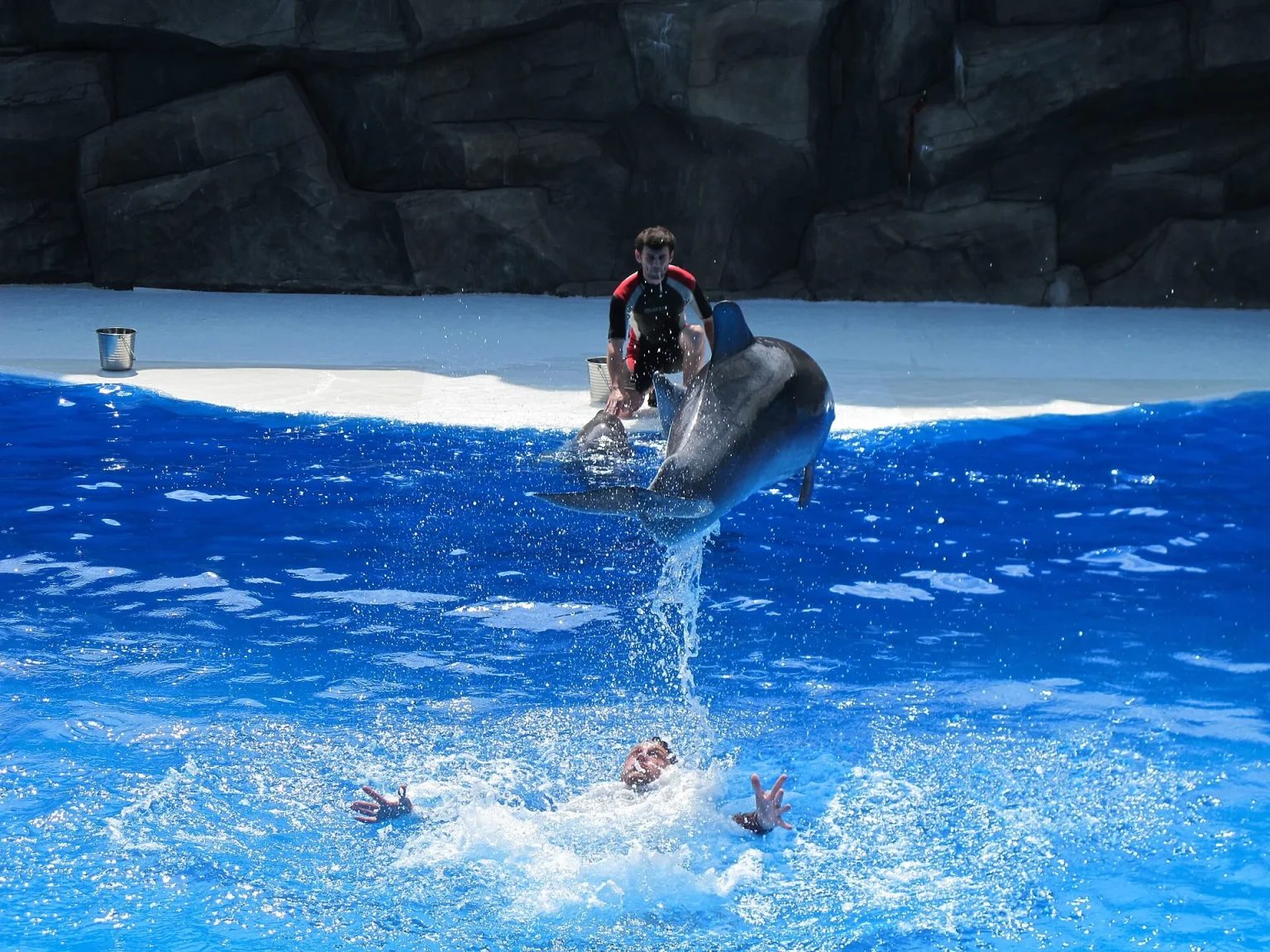 A dolphin show at Batumi Dolphinarium, a fun family stop with kids.
