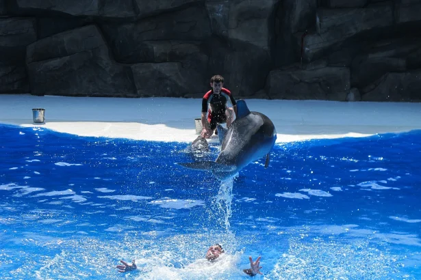 A dolphin show at Batumi Dolphinarium, a fun family stop with kids.