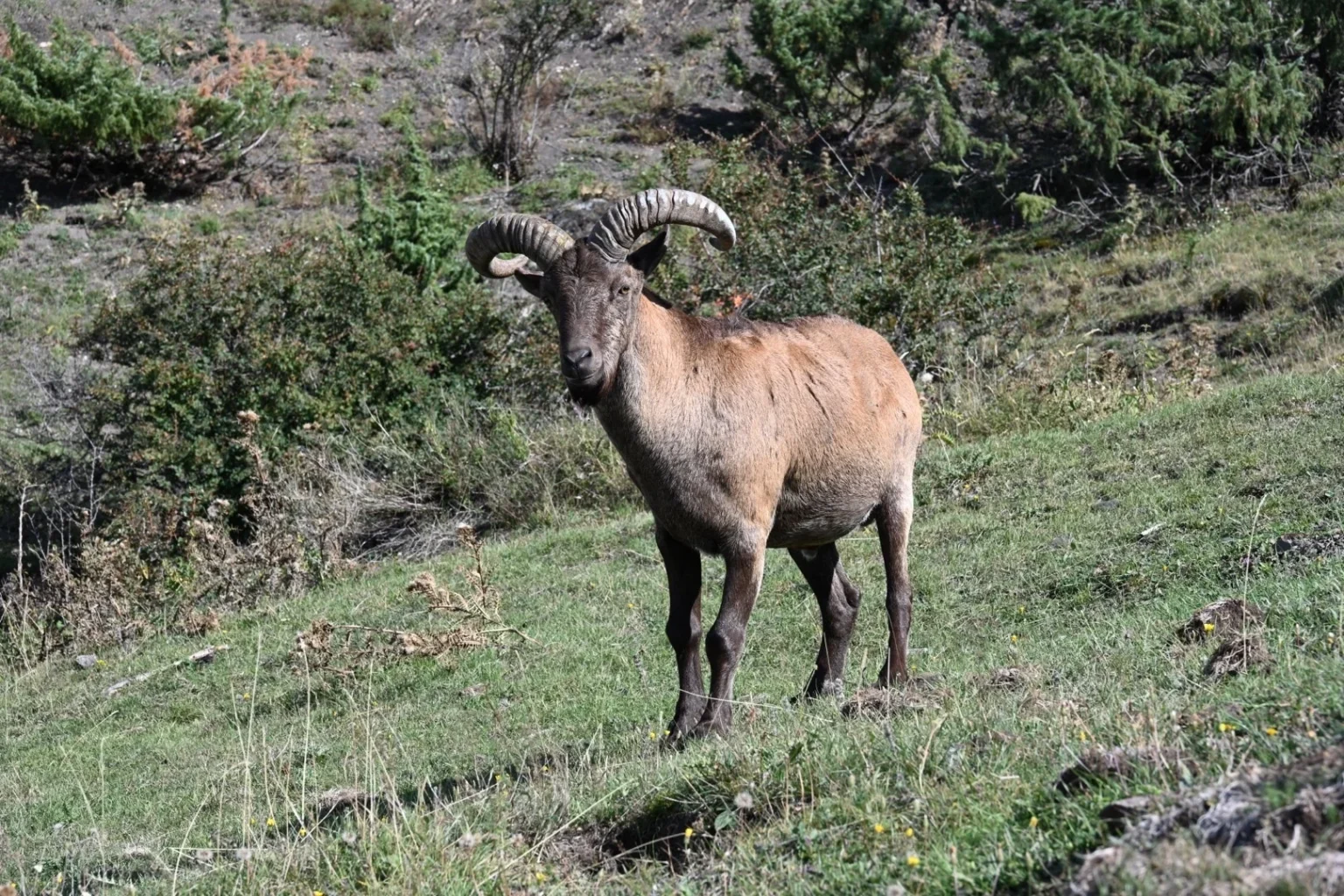 The East Caucasian tur, a wild mountain goat species found in Georgia's high peaks.