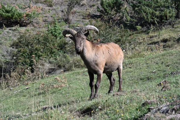The East Caucasian tur, a wild mountain goat species found in Georgia's high peaks.