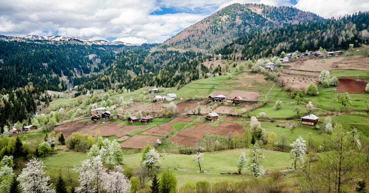 Danisparauli