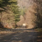 Skuri